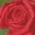 Diamond Dotz Ψηφιδωτό Rose Dew 30,5x30,5