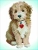 Dotz Lovely Boy DD6.007