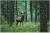 Luna Animal Planet Ελάφι Στο Δάσος 2D 1000pcs 570696
