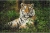 Luna Puzzle Animal Planet Tiger 2D 1000pcs 570698